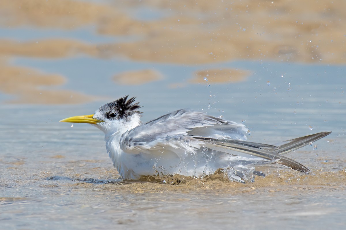 Great Crested Tern - Hayley Alexander