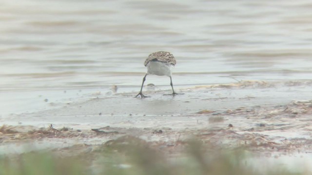 White-rumped Sandpiper - ML332256161