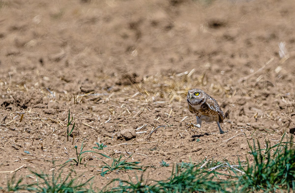 Burrowing Owl - ML332258441