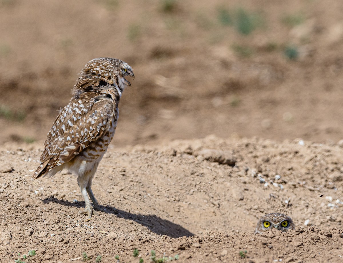 Burrowing Owl - ML332258471