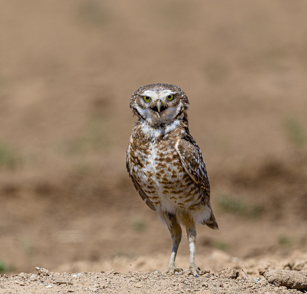 Burrowing Owl - ML332258481