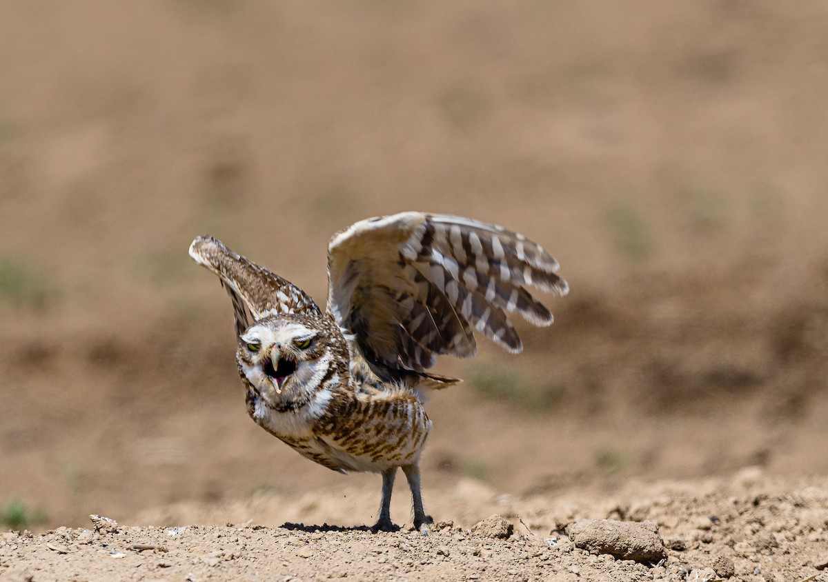 Burrowing Owl - ML332258491