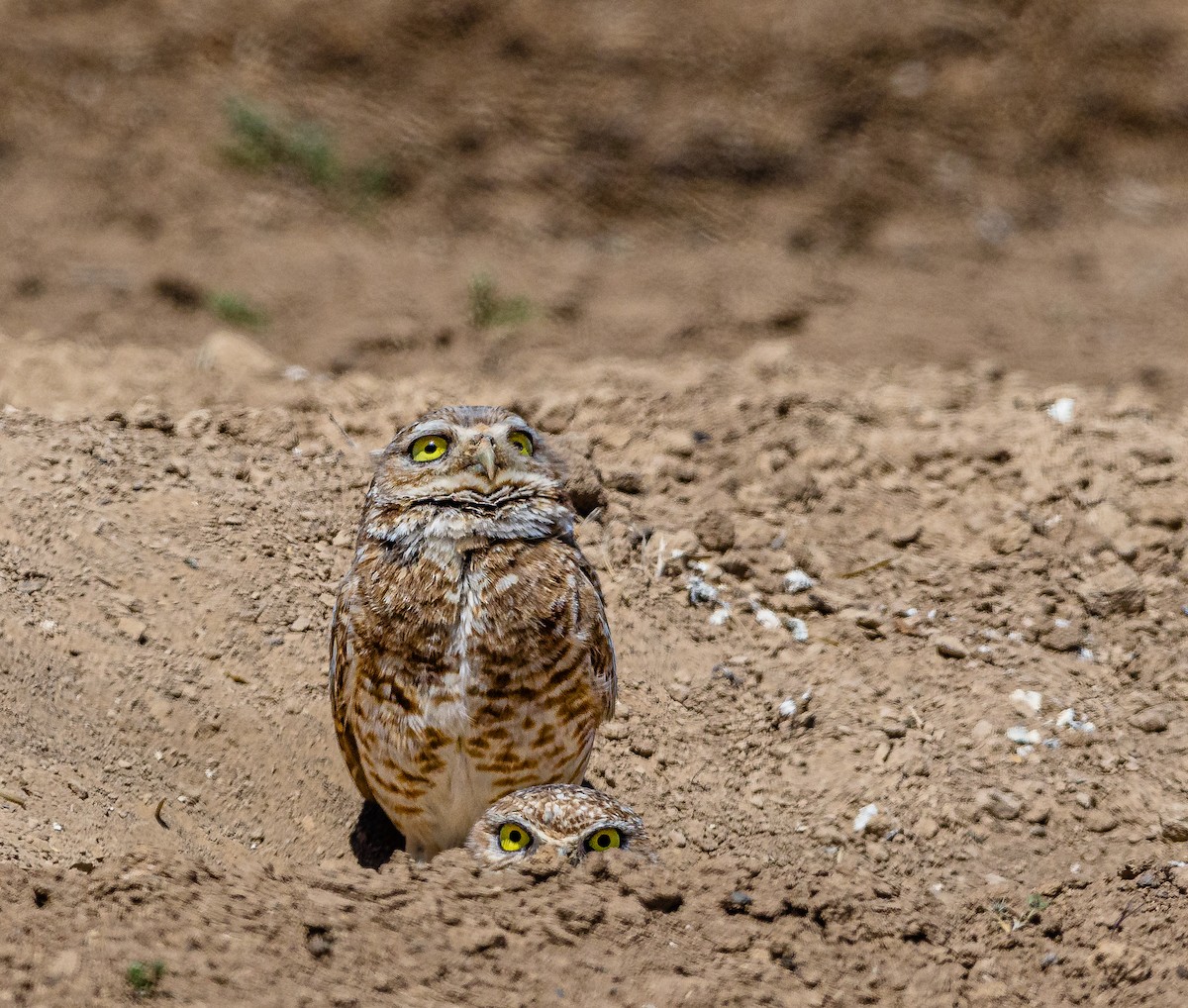 Burrowing Owl - ML332258541