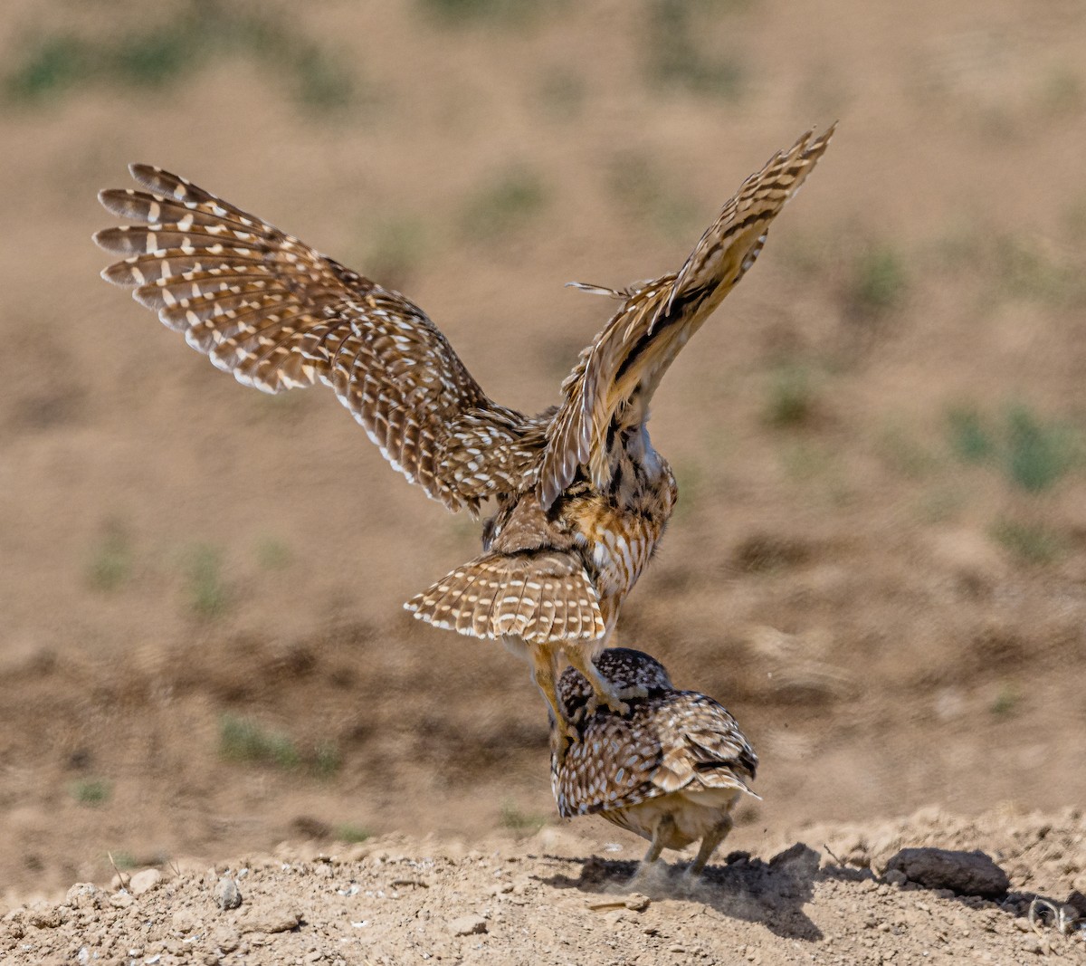 Burrowing Owl - Ken Miracle