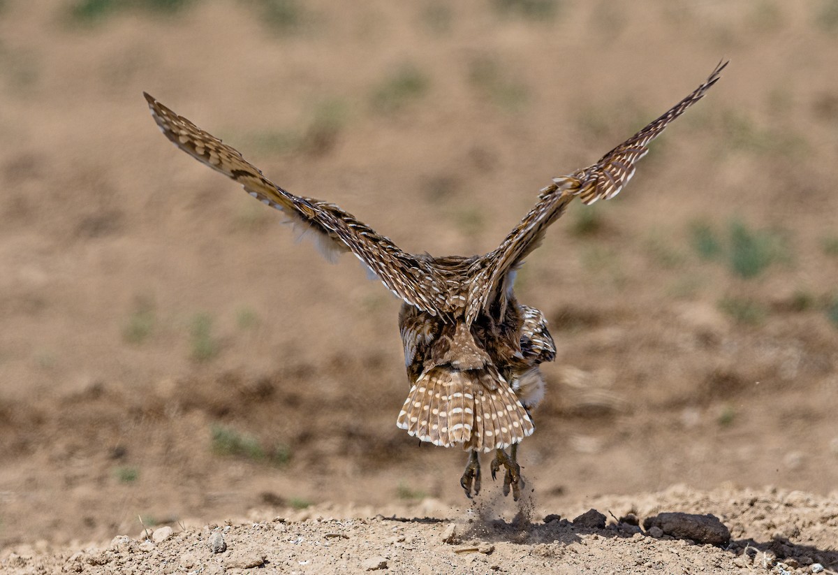 Burrowing Owl - ML332258621