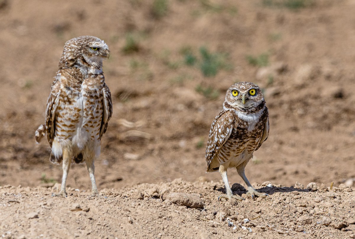 Burrowing Owl - ML332258641