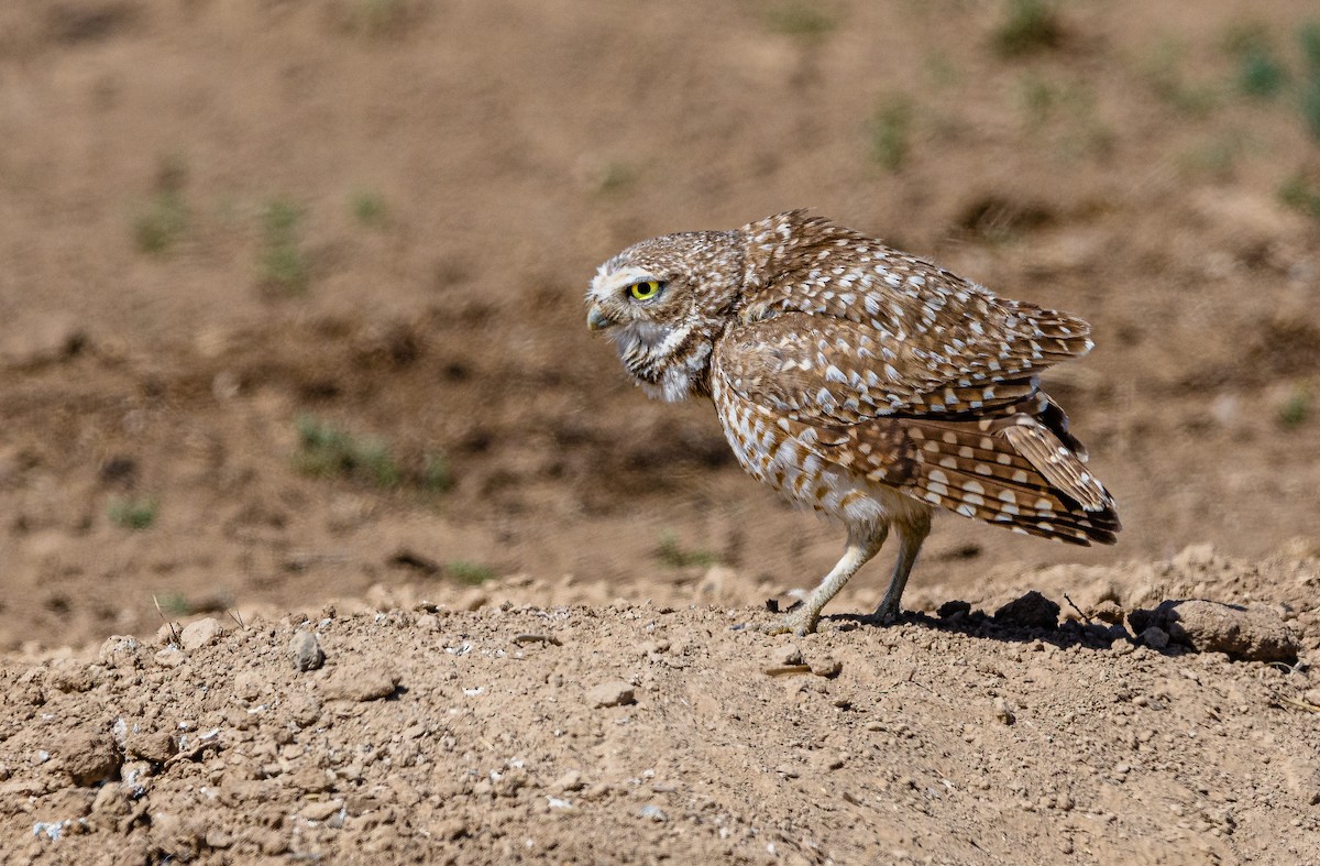 Burrowing Owl - ML332258651