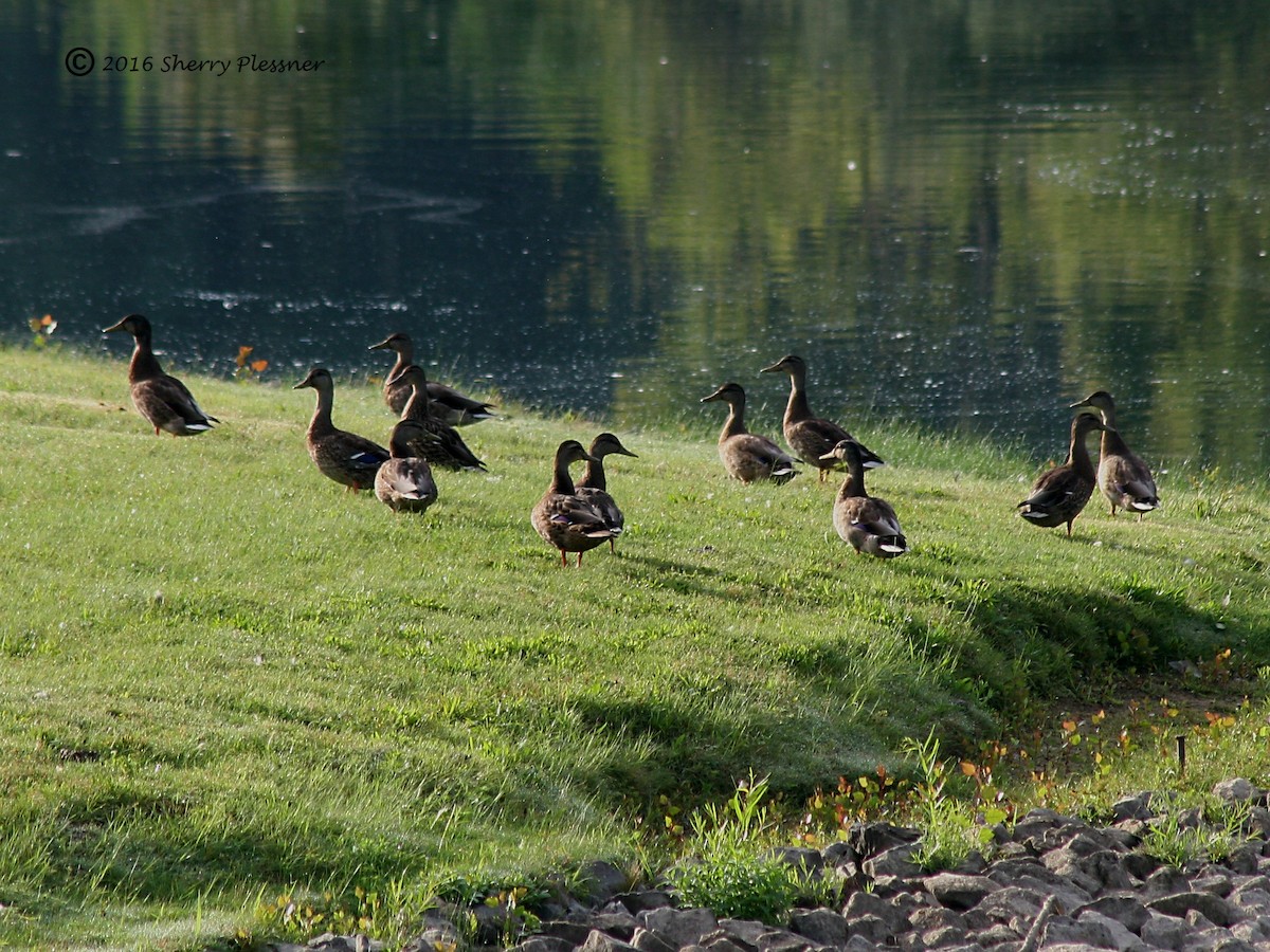 Canard colvert - ML33226051