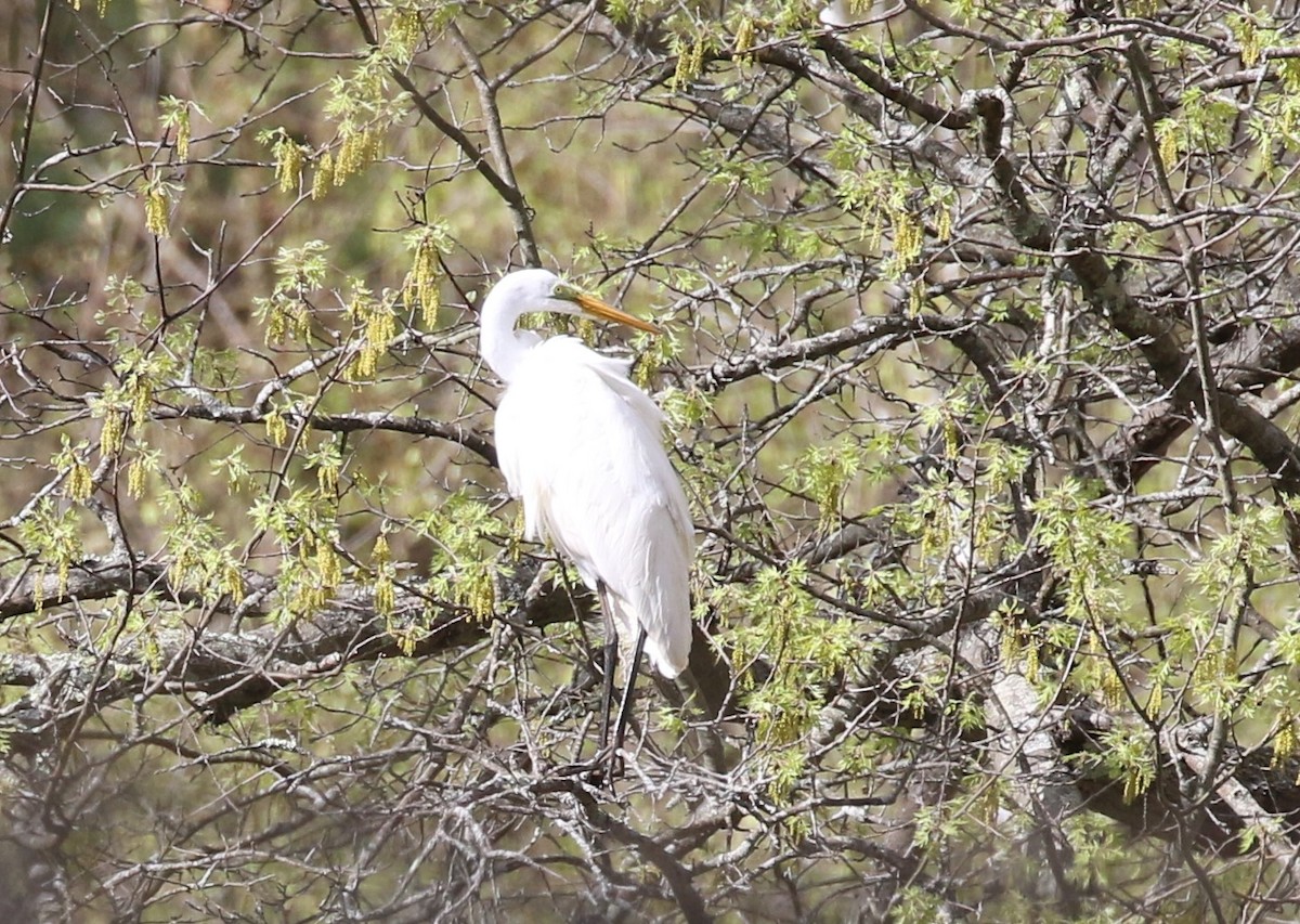 Great Egret - ML332260651