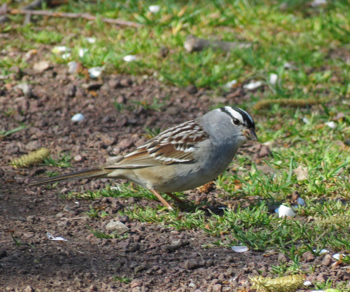 White-crowned Sparrow - ML332260921