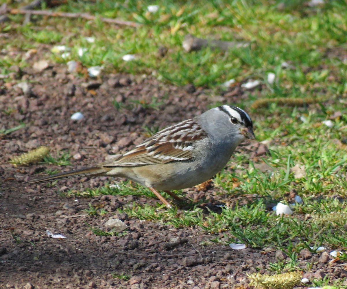 Bruant à couronne blanche - ML332260921