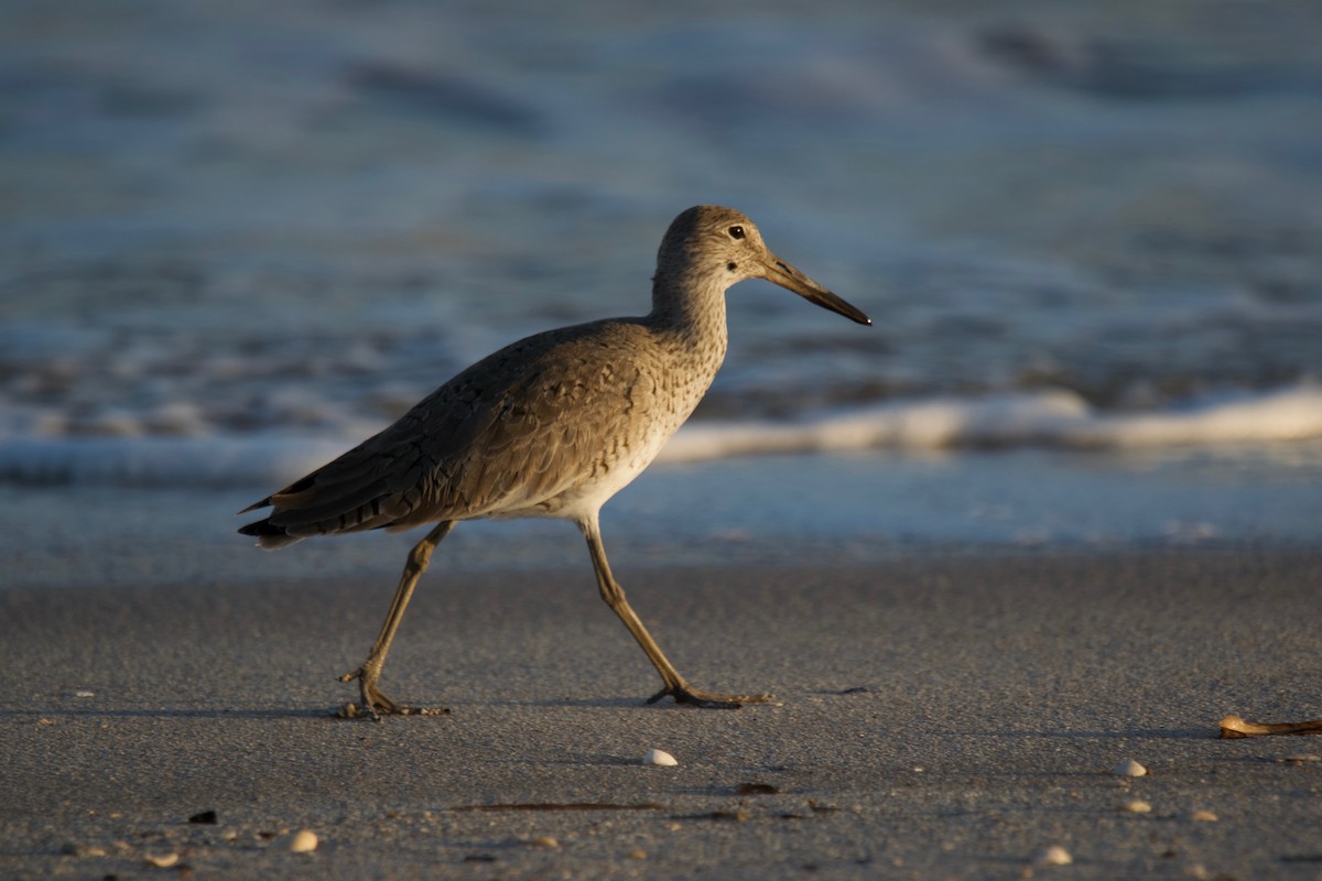 willetsnipe (semipalmata) - ML332261191