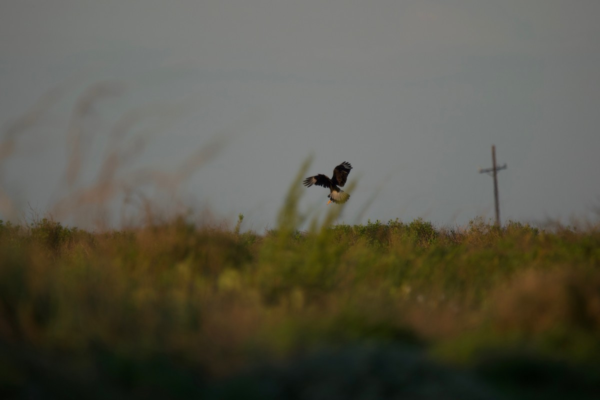 Caracara huppé (cheriway) - ML332261601