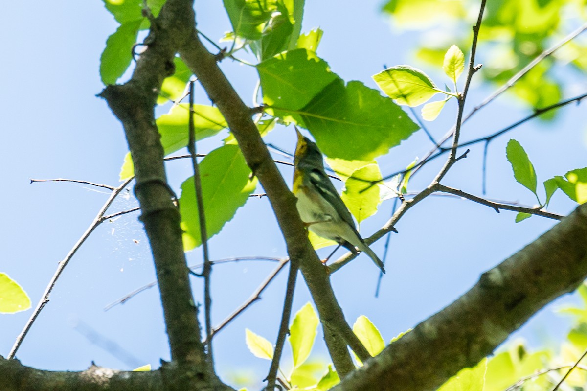 Northern Parula - ML332262351