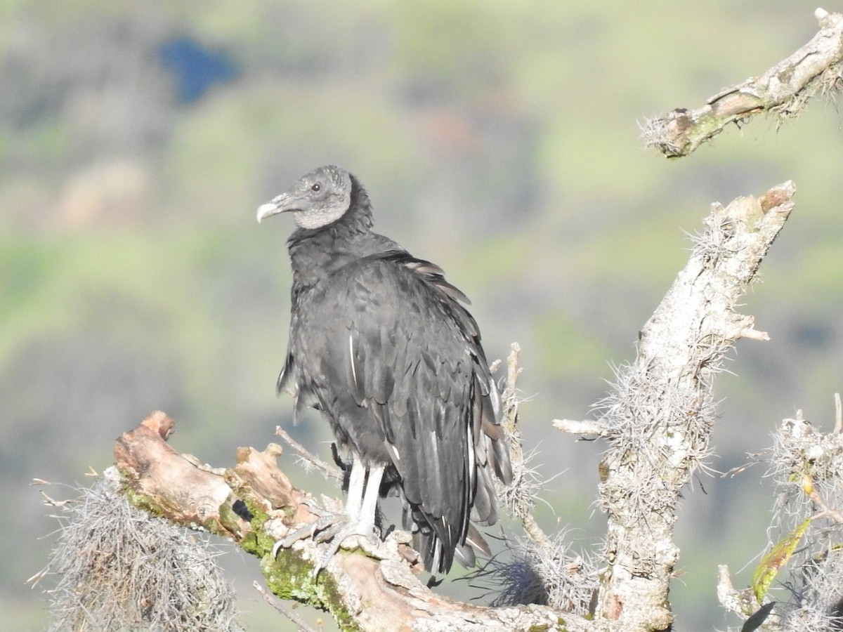 Black Vulture - MYRIAM  GUERRERO REINA