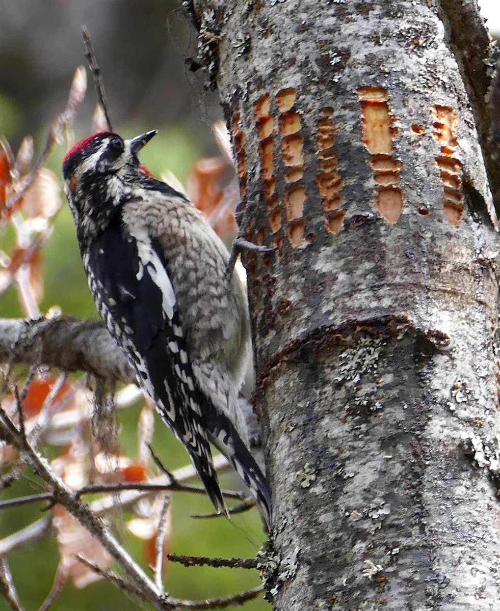 Red-naped Sapsucker - ML332263451