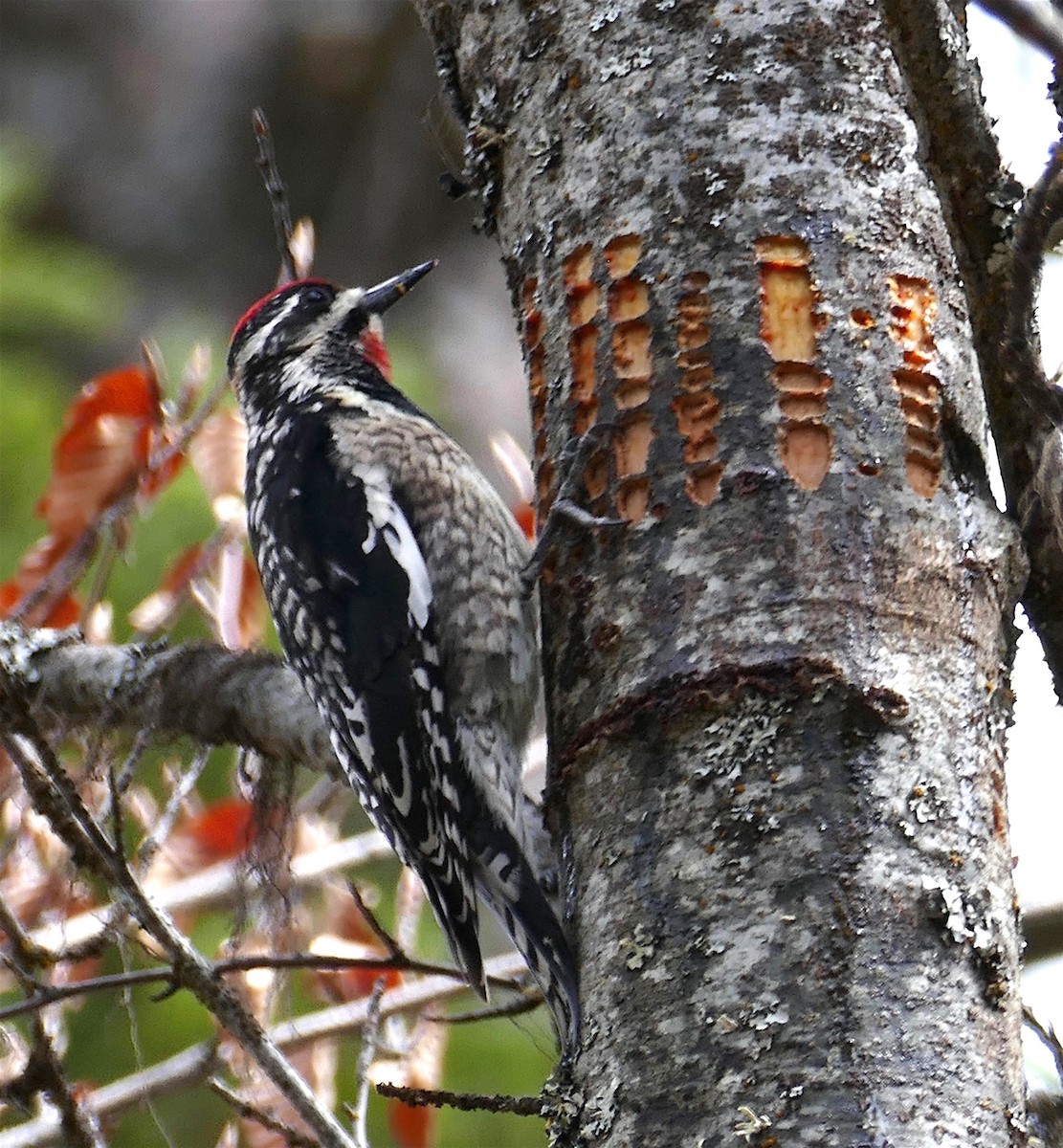 Red-naped Sapsucker - ML332263461