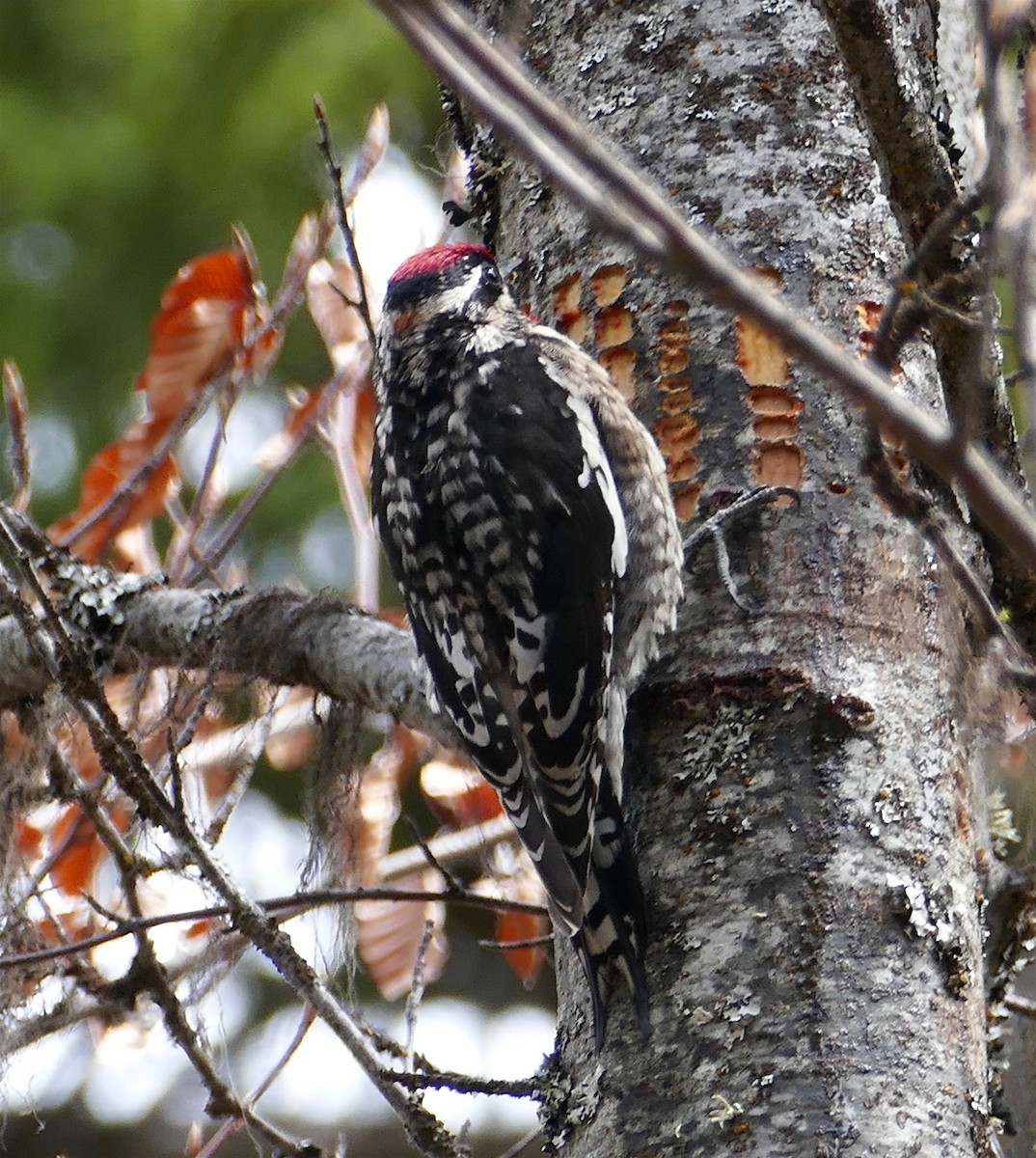 Red-naped Sapsucker - ML332263481