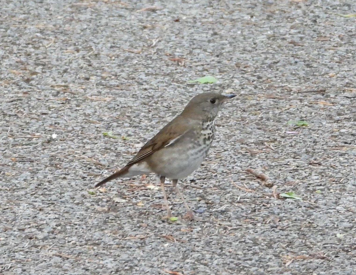 Gray-cheeked Thrush - Doug Pfeiffer