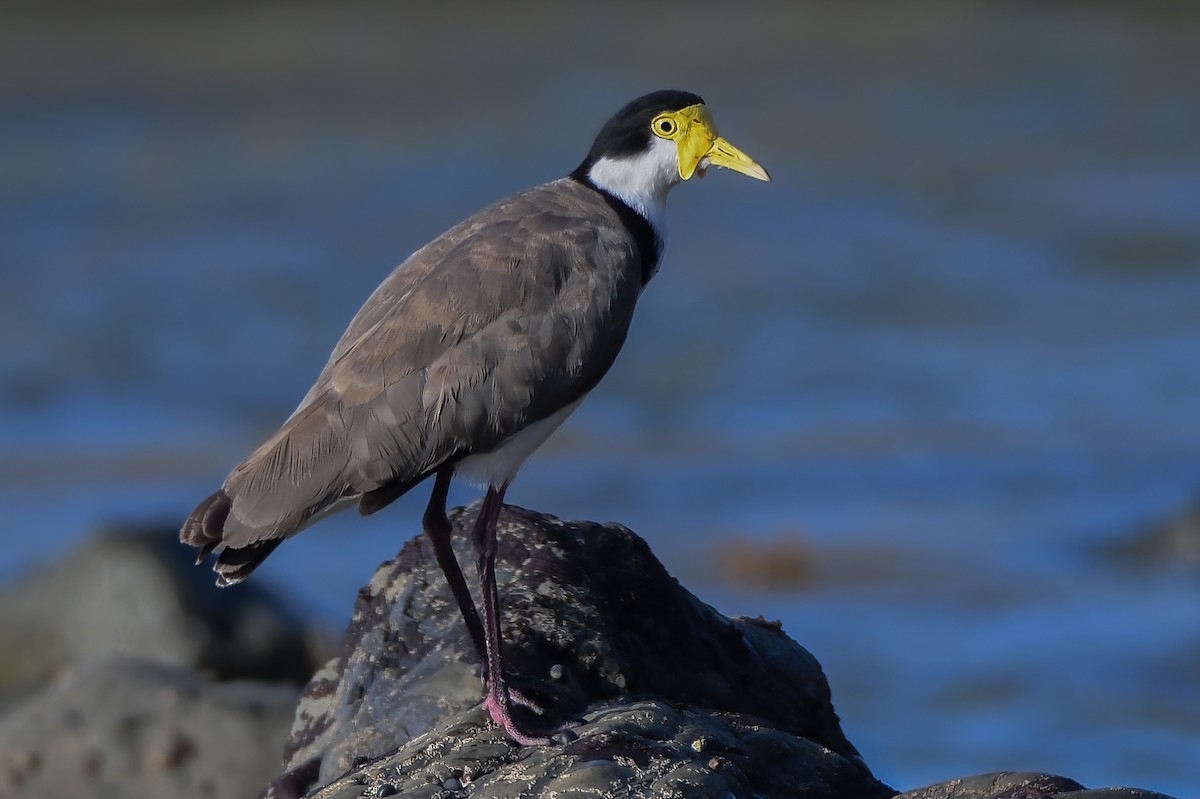 Masked Lapwing - Jeff Maw