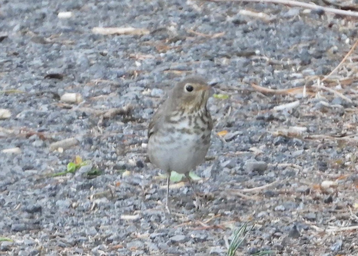 Swainson's Thrush - ML332264651