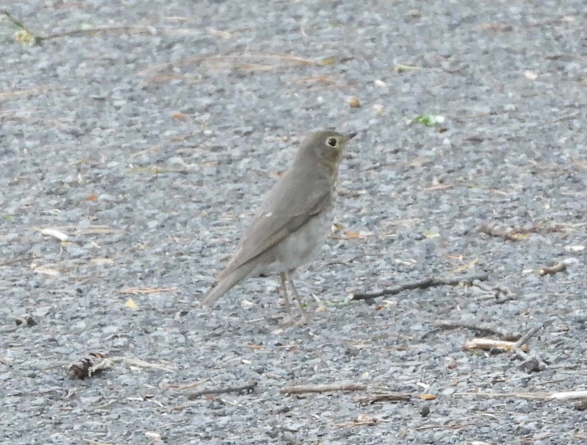 Swainson's Thrush - ML332264661