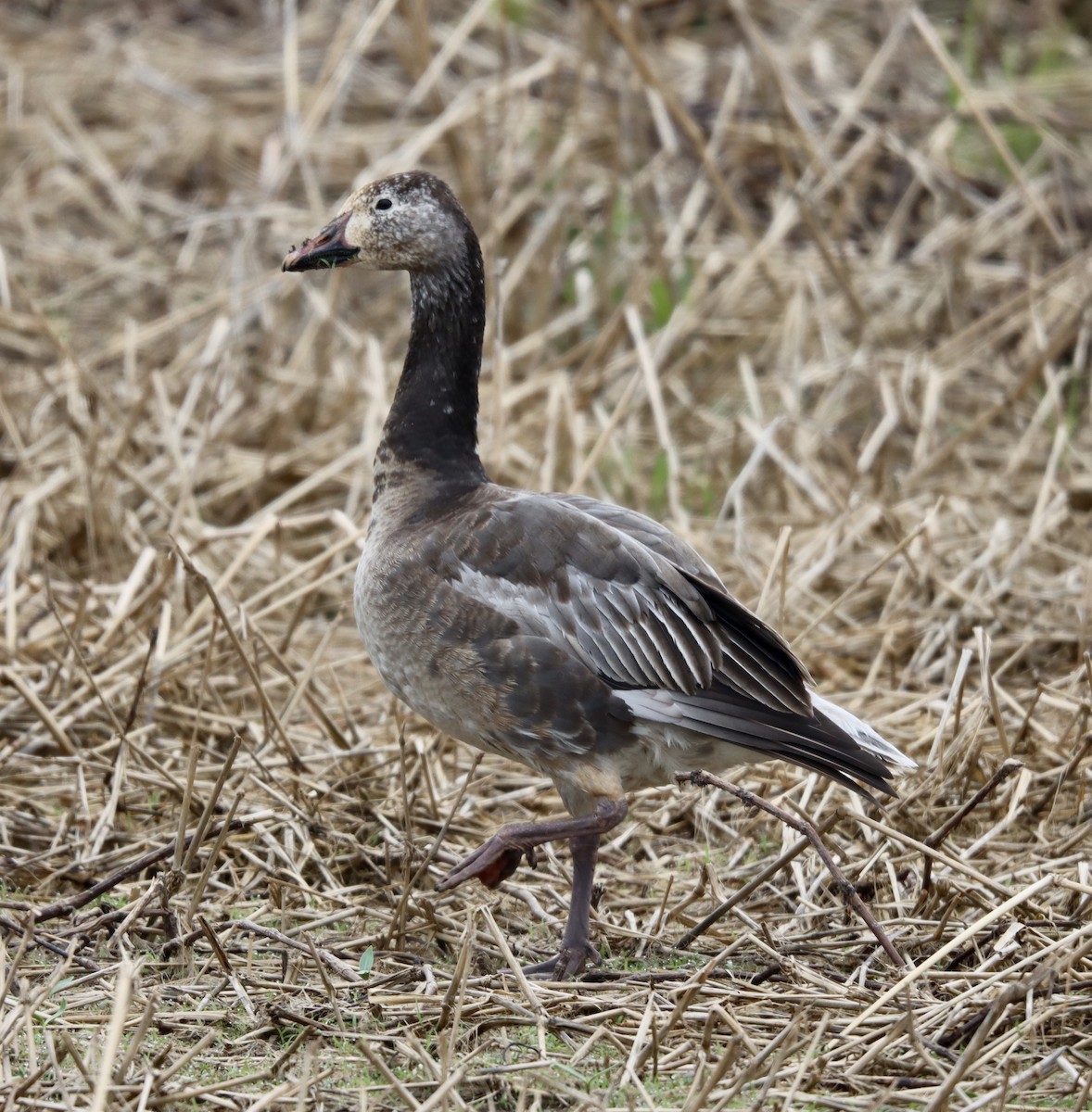 Snow Goose - Cheryl Rosenfeld