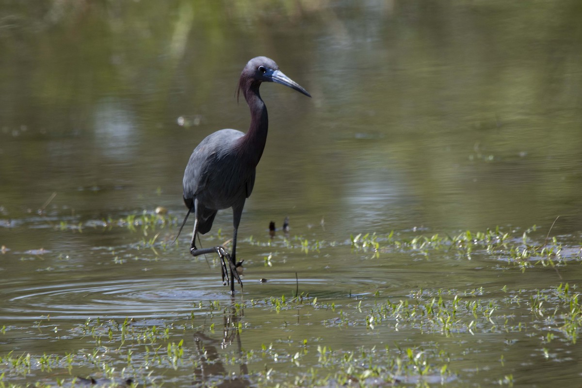 Little Blue Heron - Alison Hixon