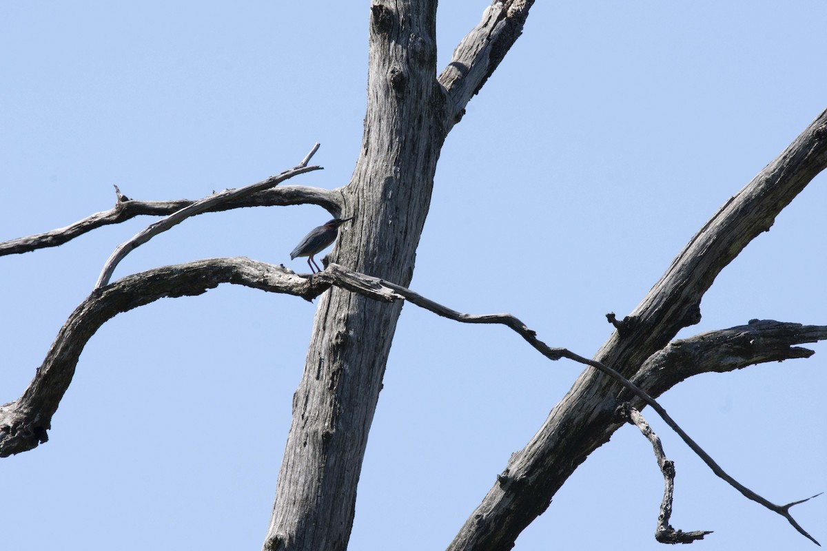 Green Heron - ML332269531