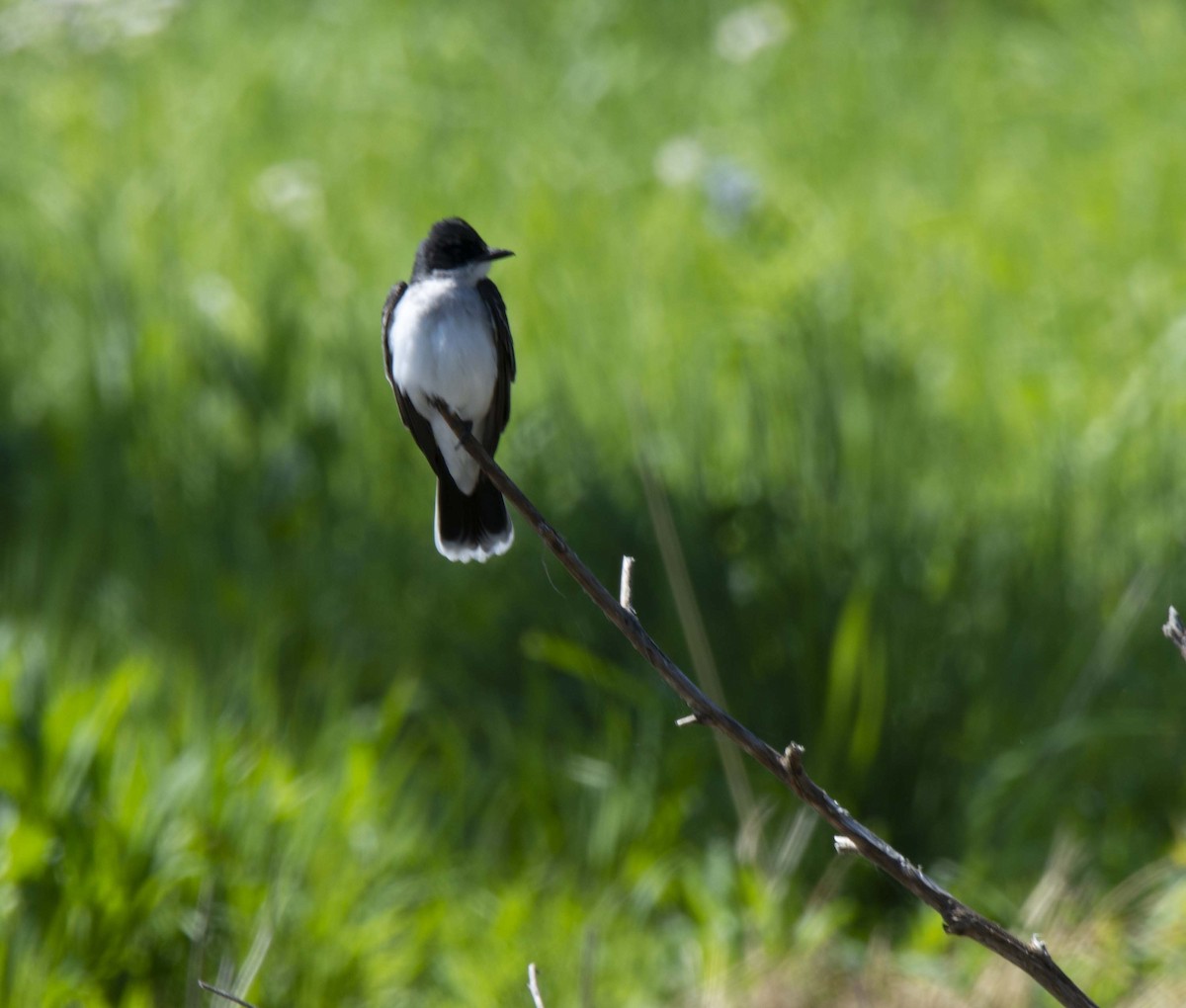 Eastern Kingbird - Alison Hixon