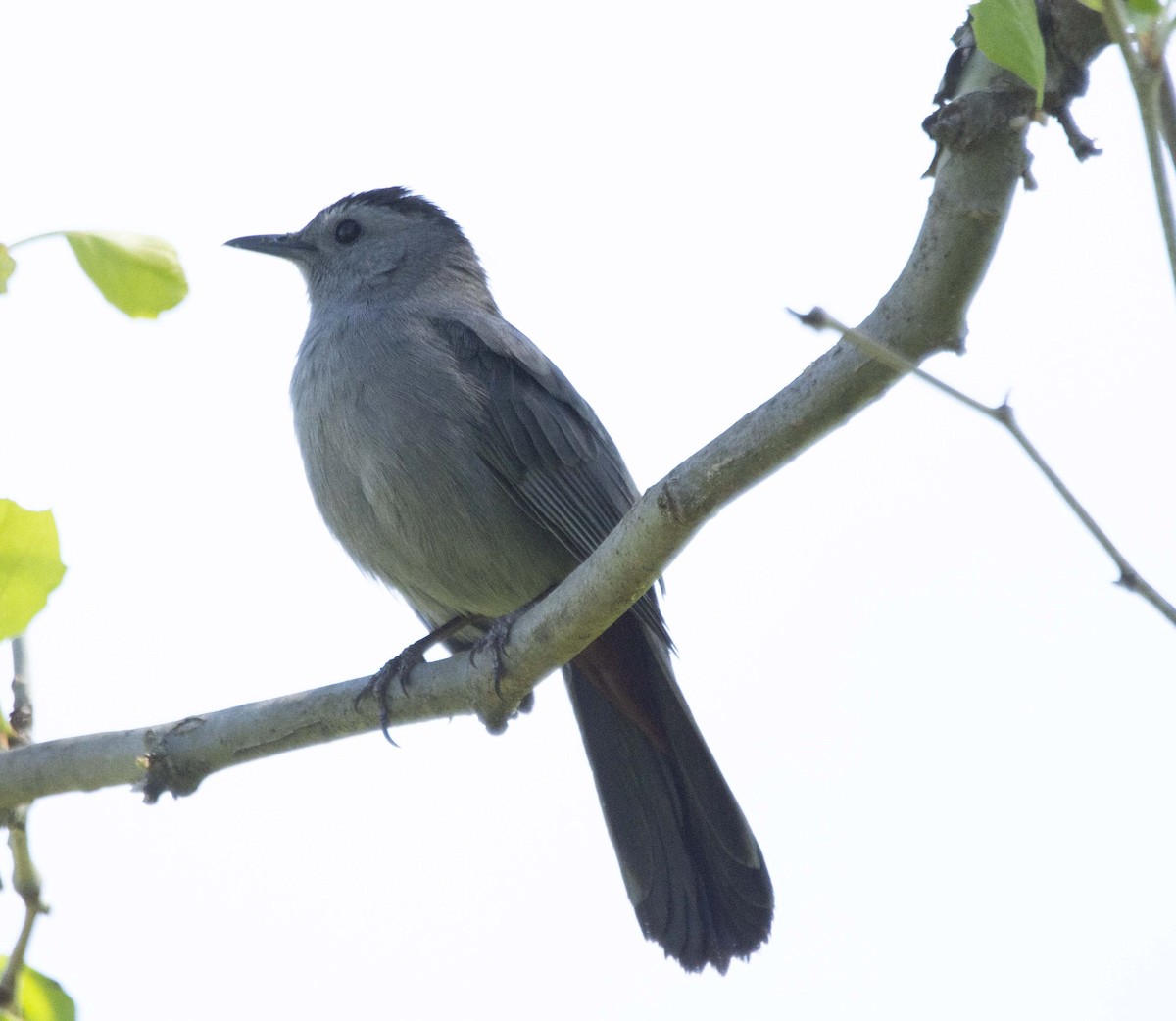 Gray Catbird - Alison Hixon