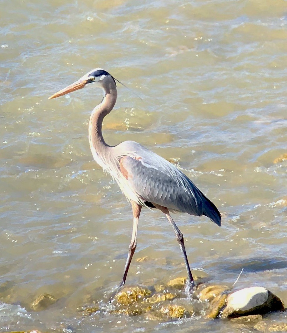 Great Blue Heron - ML332269911