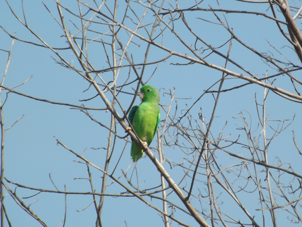 Yeşil Sokumlu Serçe Papağanı - ML332270781