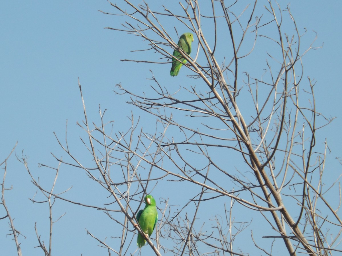 Green-rumped Parrotlet - ML332271281