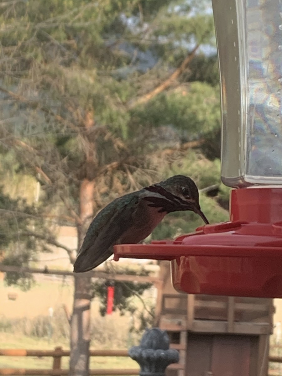 Calliope Hummingbird - ML332272221
