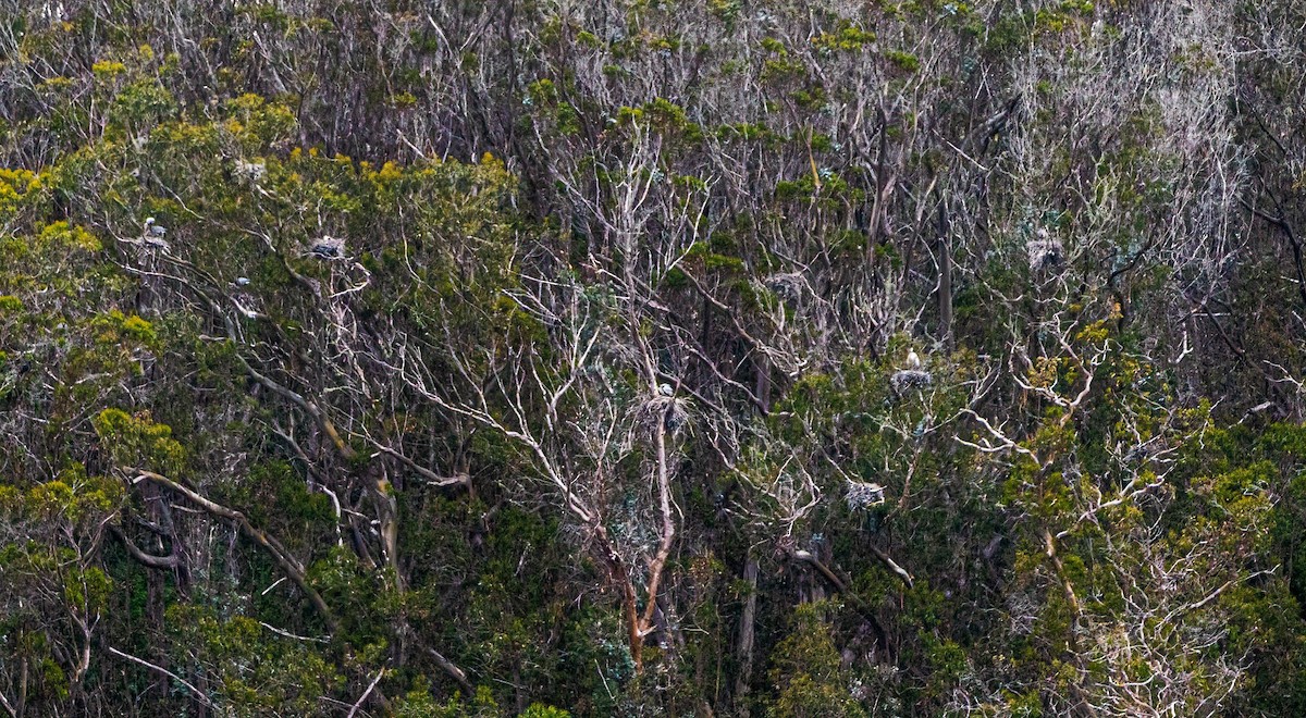 Great Blue Heron - ML332273131