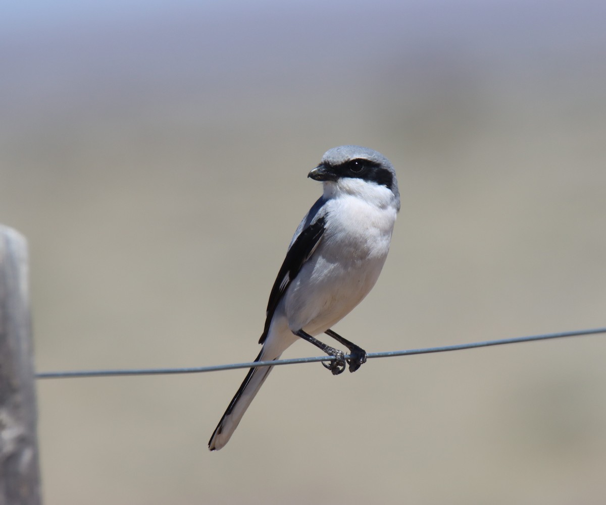 Loggerhead Shrike - ML332273281