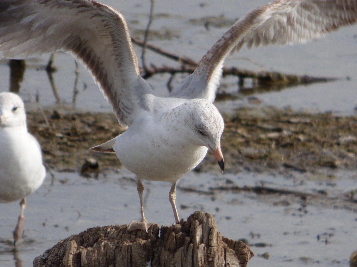 Ring-billed Gull - ML332274201