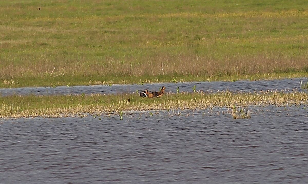 Dendrocygne fauve - ML332276421