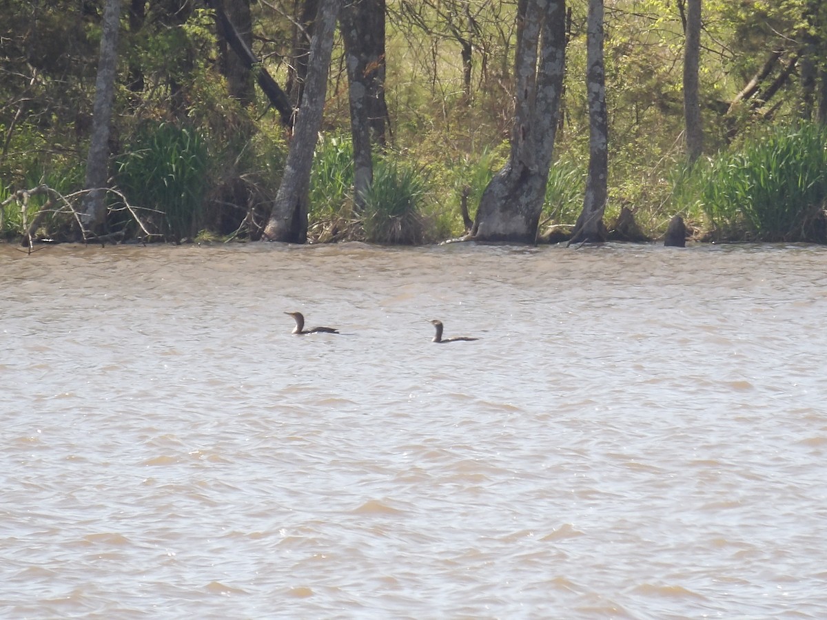 Cormoran à aigrettes - ML332277251