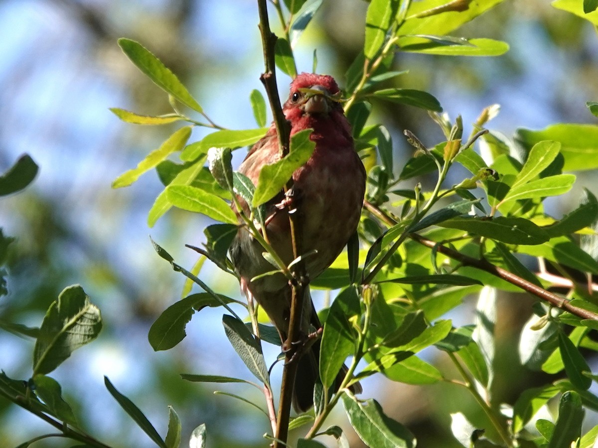 Purple Finch - ML332277941