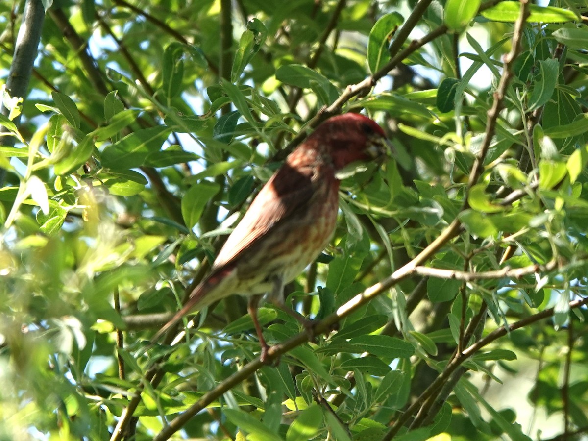 Purple Finch - ML332277951