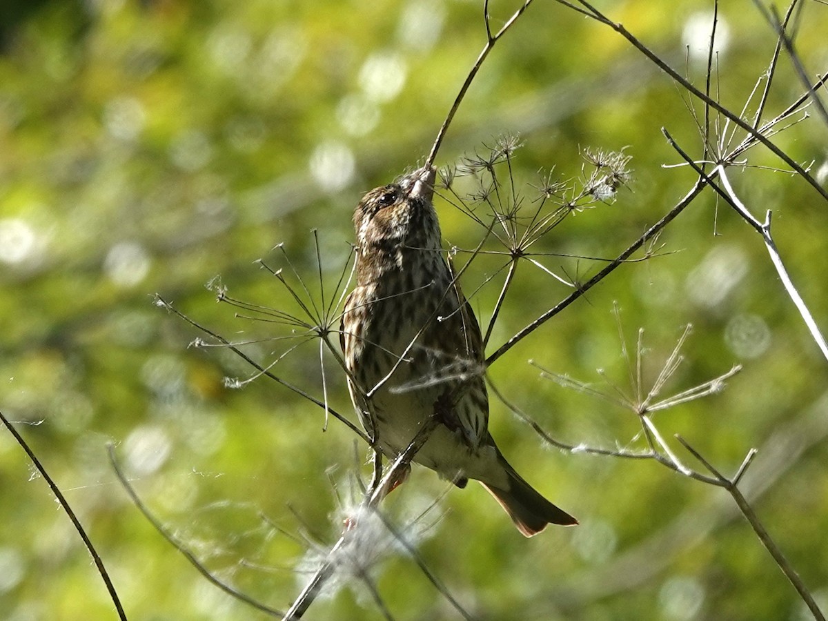 Purple Finch - ML332277961