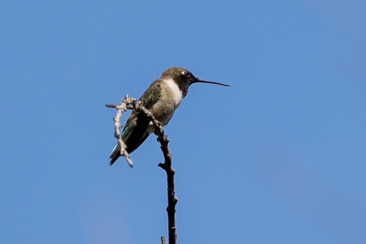 Black-chinned Hummingbird - ML332281001