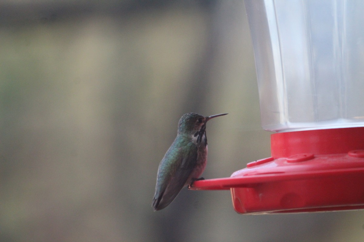 Calliope Hummingbird - ML332281361