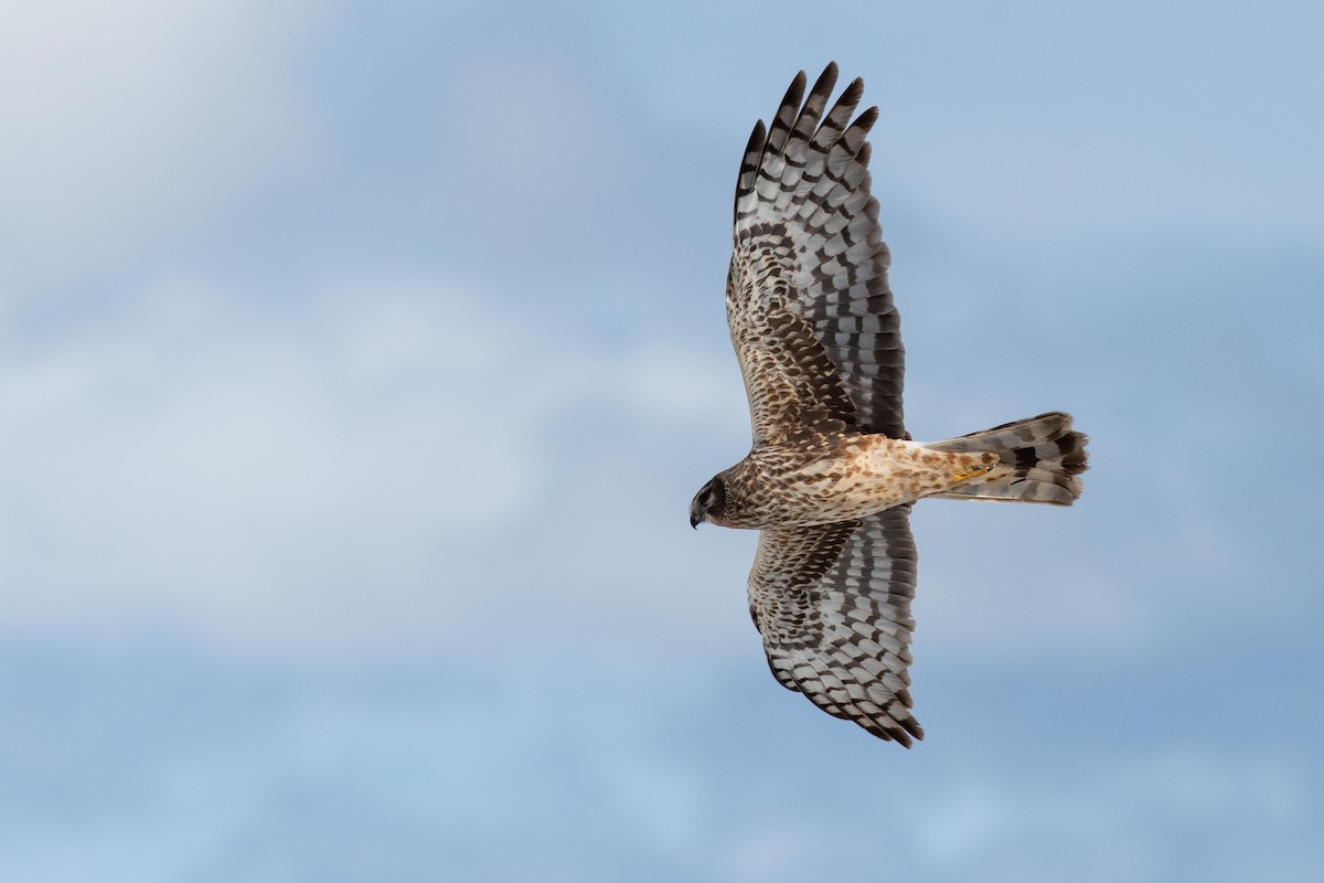 Northern Harrier - ML332283561