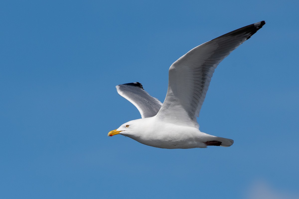 Herring Gull - ML332283961