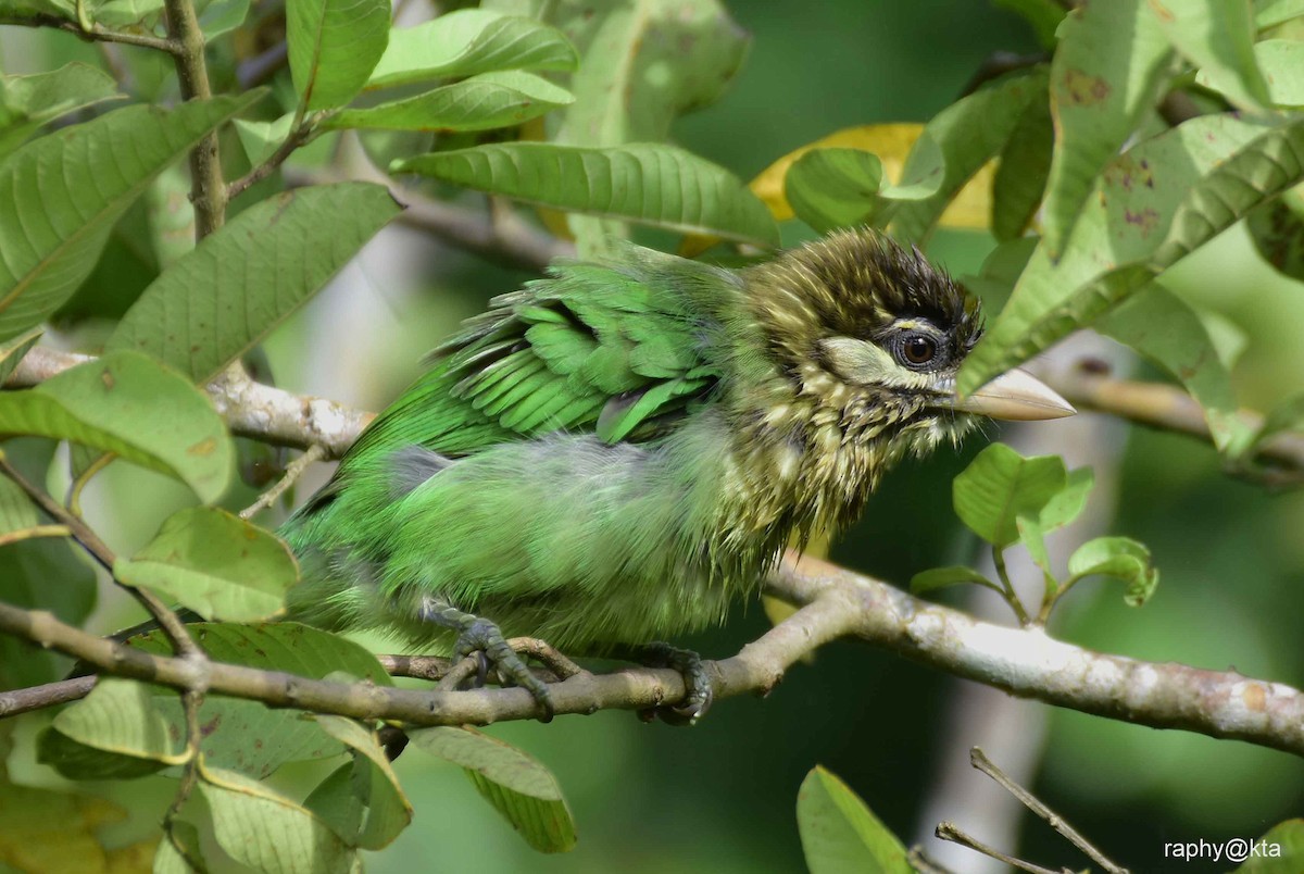 White-cheeked Barbet - Anonymous