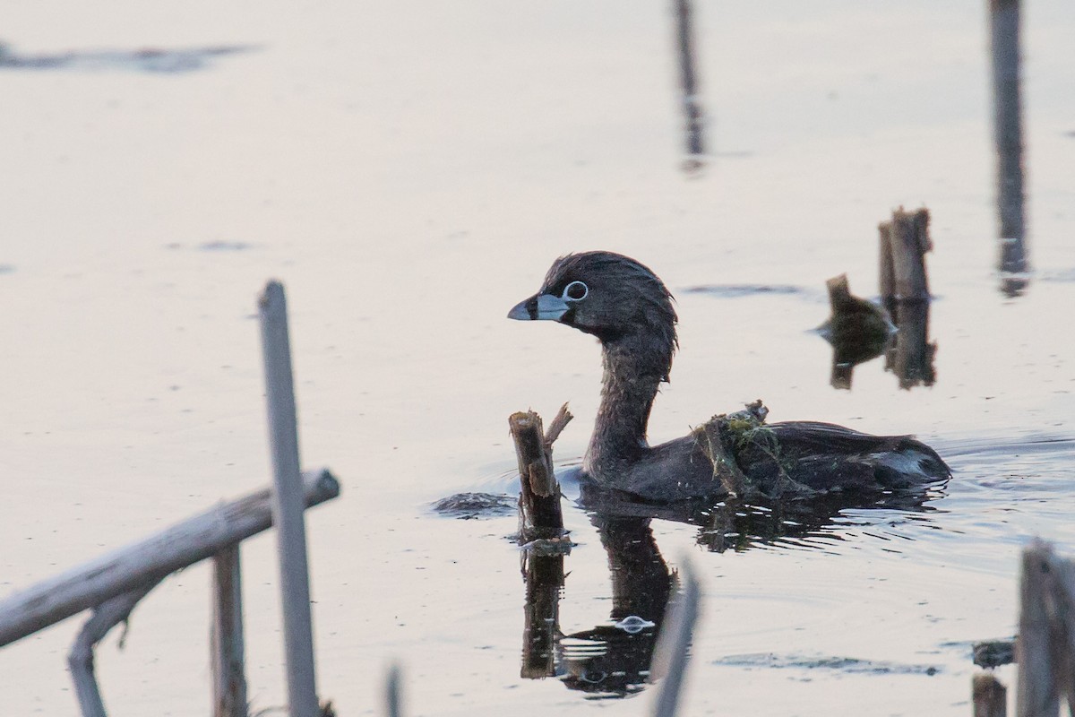 Pied-billed Grebe - ML332286551