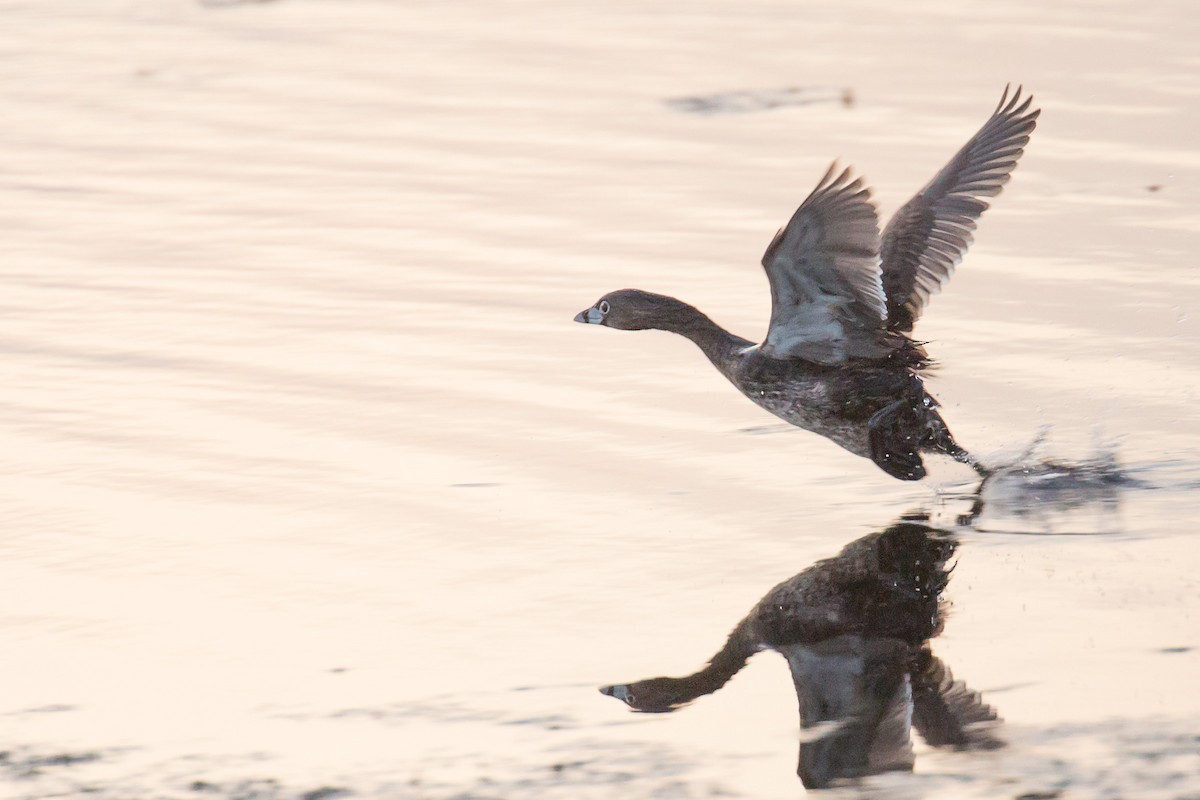 Pied-billed Grebe - ML332286721